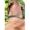 COLLIER VELOURS pour chien couleur vert VELURA DESIGNED BY LOTTE
