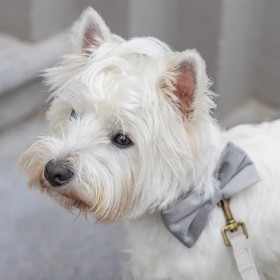 copy of Nœud papillon à carreaux pour chien CAMON