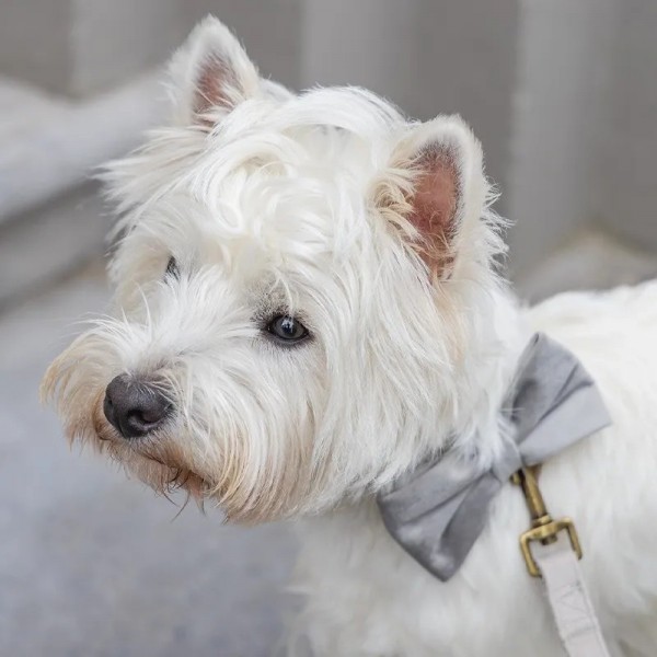 NOEUD PAPILLON pour chien en velours couleur gris ZAZA DESIGNED BY LOTTE