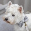 NOEUD PAPILLON pour chien en velours couleur gris ZAZA DESIGNED BY LOTTE