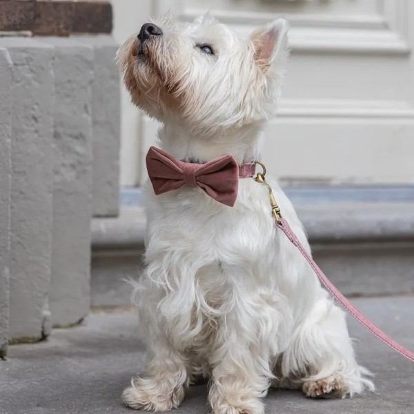 NOEUD PAPILLON pour chien en velours couleur rose ZAZA DESIGNED BY LOTTE