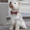 NOEUD PAPILLON pour chien en velours couleur rose ZAZA DESIGNED BY LOTTE