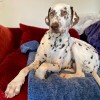 PLAID POLAIRE pour chien et chat bleu Collection DOUDOUZEN MARTIN SELLIER