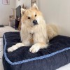 COUSSIN BORD EPAIS pour chien et chat bleu noir Collection DOUDOUZEN MARTIN SELLIER