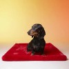 TAPIS pour chien PARIS couleur rouge LE TAPIS ROUGE