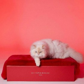 TAPIS pour chien PARIS couleur rouge LE TAPIS ROUGE