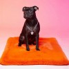 copy of TAPIS pour chien PARIS couleur rouge LE TAPIS ROUGE