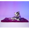copy of TAPIS pour chien PARIS couleur rouge LE TAPIS ROUGE