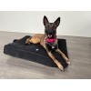 COUSSIN MASTER pour chien ou chat Collection ELEGANTE couleur noir MARTIN SELLIER