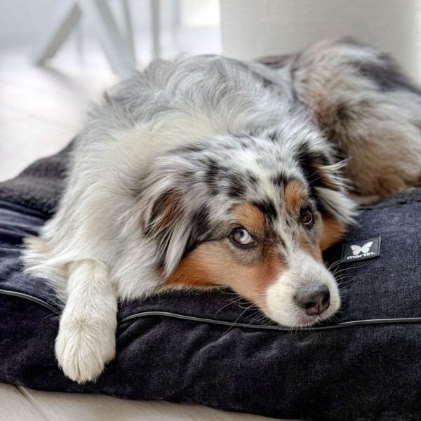copy of CORBEILLE pour chien ou chat kaki