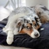 COUSSIN MASTER pour chien ou chat Collection ELEGANTE couleur noir MARTIN SELLIER