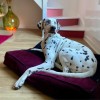 COUSSIN MASTER pour chien ou chat Collection ELEGANTE couleur violet MARTIN SELLIER