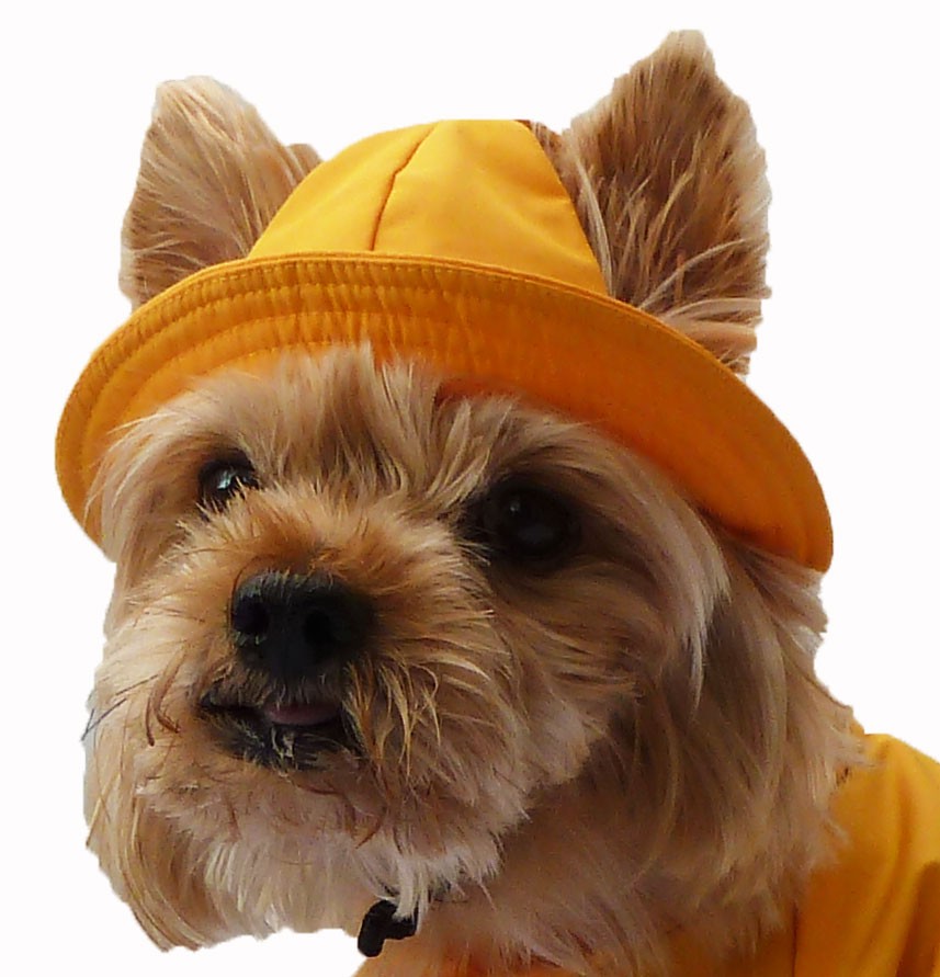 Chapeau Bob Pour Chien Bob Marin Chapeau Bob Pour Chien Bob Marin