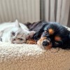 COUSSIN pour chien douillet grande épaisseur gris clair BEEZTEES - DOGFRENCHTOUCH