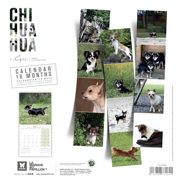 CALENDRIER chien 2026 CHIHUAHUA MARTIN SELLIER-DOGFRENCHTOUCH