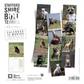 CALENDRIER chien 2026 STAFFORD SHIRE BULL TERRIER MARTIN SELLIER-DOGFRENCHTOUCH