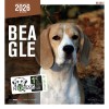 CALENDRIER chien 2026 BEAGLE MARTIN SELLIER-DOGFRENCHTOUCH