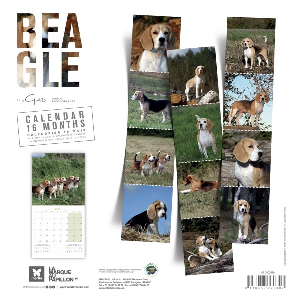 CALENDRIER chien 2026 BEAGLE MARTIN SELLIER-DOGFRENCHTOUCH