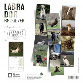 CALENDRIER chien 2026 LABRADOR MARTIN SELLIER-DOGFRENCHTOUCH