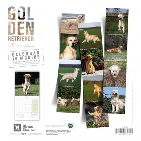 CALENDRIER chien 2026 GOLDEN RETRIEVER MARTIN SELLIER-DOGFRENCHTOUCH