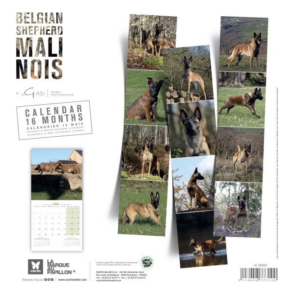 CALENDRIER chien 2026 BERGER BELGE MALINOIS MARTIN SELLIER-DOGFRENCHTOUCH
