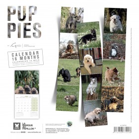 CALENDRIER chien 2026 CHIOTS MARTIN SELLIER-DOGFRENCHTOUCH