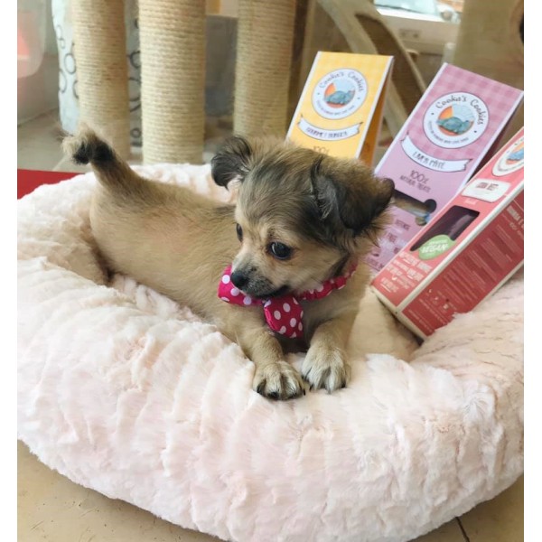 FRIANDISES pour chien NUGGETS au SANGLIER COOKA'S COOKIES-DOGFRENCHTOUCH