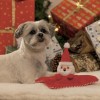 JOUET pour chien PELUCHE DOUDOU PERE NOEL BEEZTEES-DOGFRENCHTOUCH