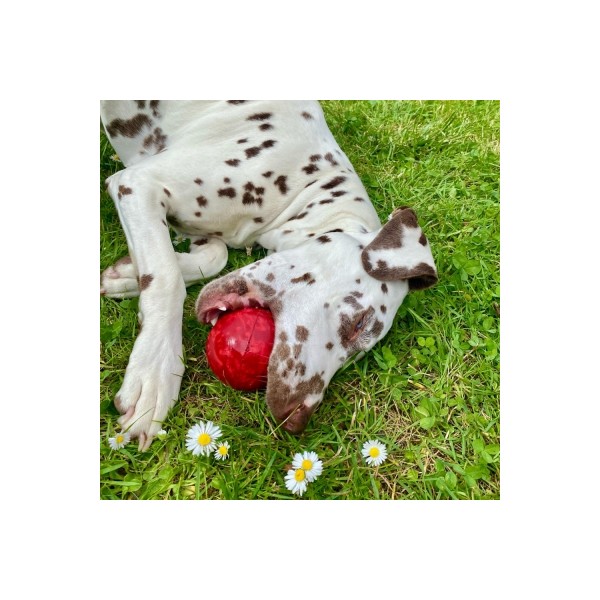 LOT de 12 balles Rubb'N'Roll 6 cm bleu blanc rouge pour chien