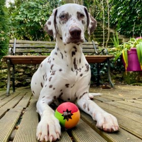 JOUET pour chien BALLE 3 couleurs RUBB'N'TREATS RUBB'N'ROLL-DOGFRENCHTOUCH