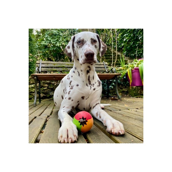 JOUET pour chien BALLE 3 couleurs RUBB'N'TREATS RUBB'N'ROLL-DOGFRENCHTOUCH