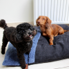 COUSSIN COUVERTURE DEHOUSSABLE pour chien et chat Collection DOUDOUZEN bleu noir MARTIN SELLIER-DOGFRENCHTOUCH