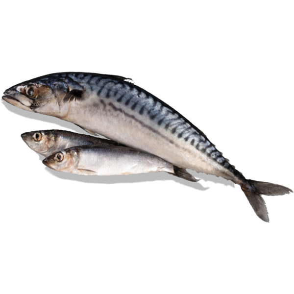 copy of Croquettes Acana Wild Prairie pour Chat