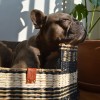 copy of Hamac pour chat GAÏA DESIGNED BY LOTTE