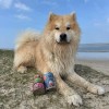 PATEE pour chien Mijotés de porc 400g x6 MARTIN FOOD MARTIN SELLIER-DOGFRENCHTOUCH