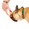 GOURDE pour chien et chat pour eau et croquettes couleur rose MARTIN SELLIER-DOGFRENCHTOUCH