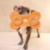TAPIS DE LECHAGE pour chien forme os couleur jaune MARTIN SELLIER-DOGFRENCHTOUCH