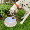 copy of GAMELLE DOUBLE PLIABLE pour chien et chat couleur bleu MARTIN SELLIER