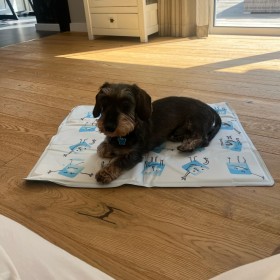 TAPIS RAFRAICHISSANT pour chien et chat MARTIN SELLIER