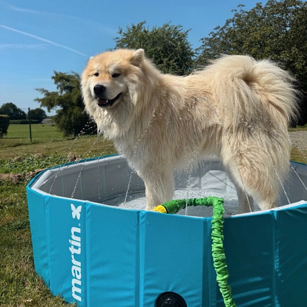PISCINE A JETS pour chien MARTIN POOL couleur bleu MARTIN SELLIER-DOGFRENCHTOUCH