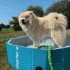 PISCINE A JETS pour chien MARTIN POOL couleur bleu MARTIN SELLIER-DOGFRENCHTOUCH