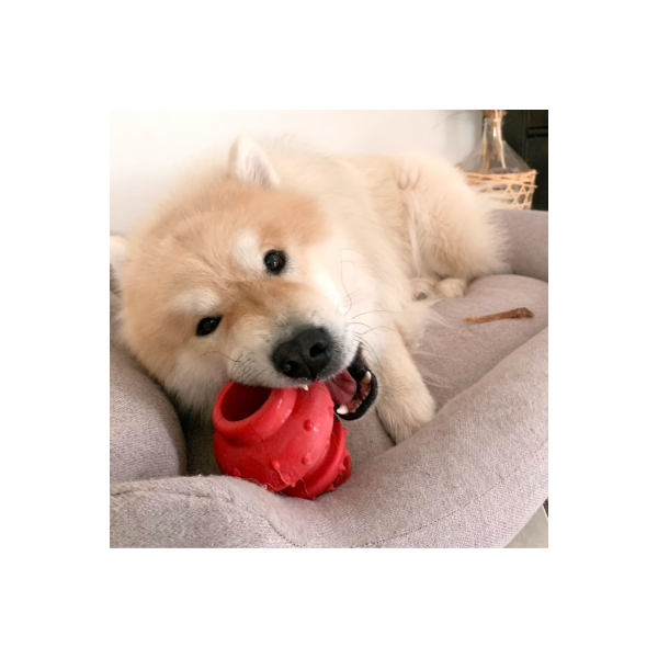 JOUET pour chien RUBB'N'RED CIRCUS rouge très résistant 10 cm RUBB'N'ROLL-DOGFRENCHTOUCH
