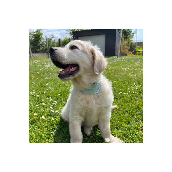 COLLIER BANDANA pour chien en cuir fantaisie cognac BLEU MIAMI MARTIN SELLIER-DOGFRENCHTOUCH