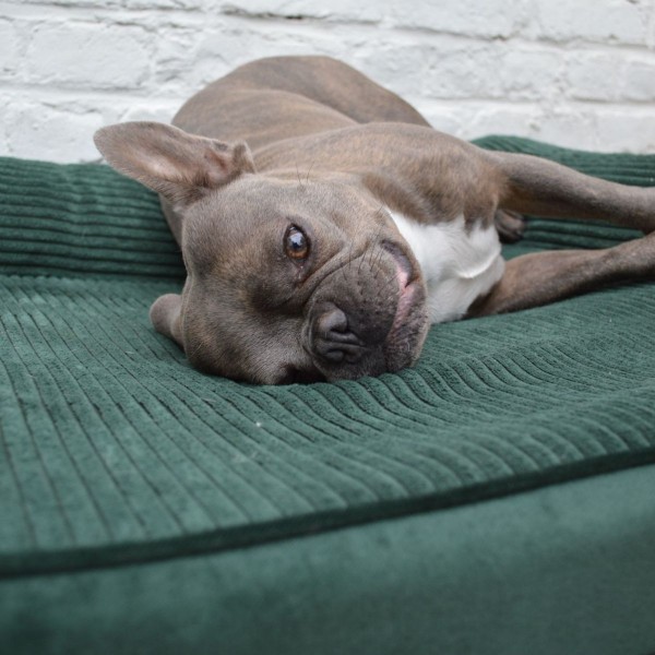 SOFA DEHOUSSABLE pour chien chat Collection ROYALE couleur vert MARTIN SELLIER-DOGFRENCHTOUCH