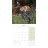CALENDRIER chat 2027 MAINE COON MARTIN SELLIER-DOGFRENCHTOUCH