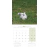 CALENDRIER chatons 2027 MARTIN SELLIER-DOGFRENCHTOUCH