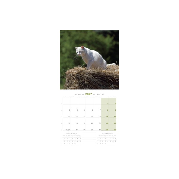 CALENDRIER chats 2027 TOUTES RACES CHATS MARTIN SELLIER-DOGFRENCHTOUCH
