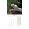 CALENDRIER chats 2027 TOUTES RACES CHATS MARTIN SELLIER-DOGFRENCHTOUCH