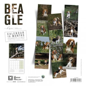 copy of Calendrier chien 2023-2024 Bouledogue français MARTIN SELLIER