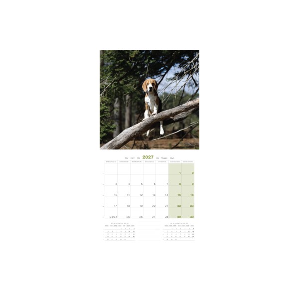 CALENDRIER chien 2027 BEAGLE MARTIN SELLIER-DOGFRENCHTOUCH
